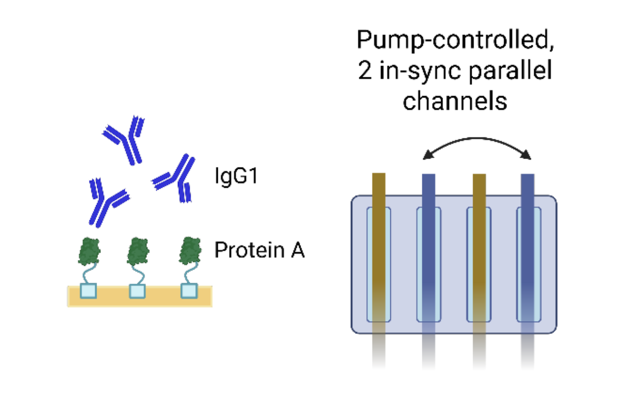 P4PRO sensorgram — Protein A–IgG association and dissociation phases